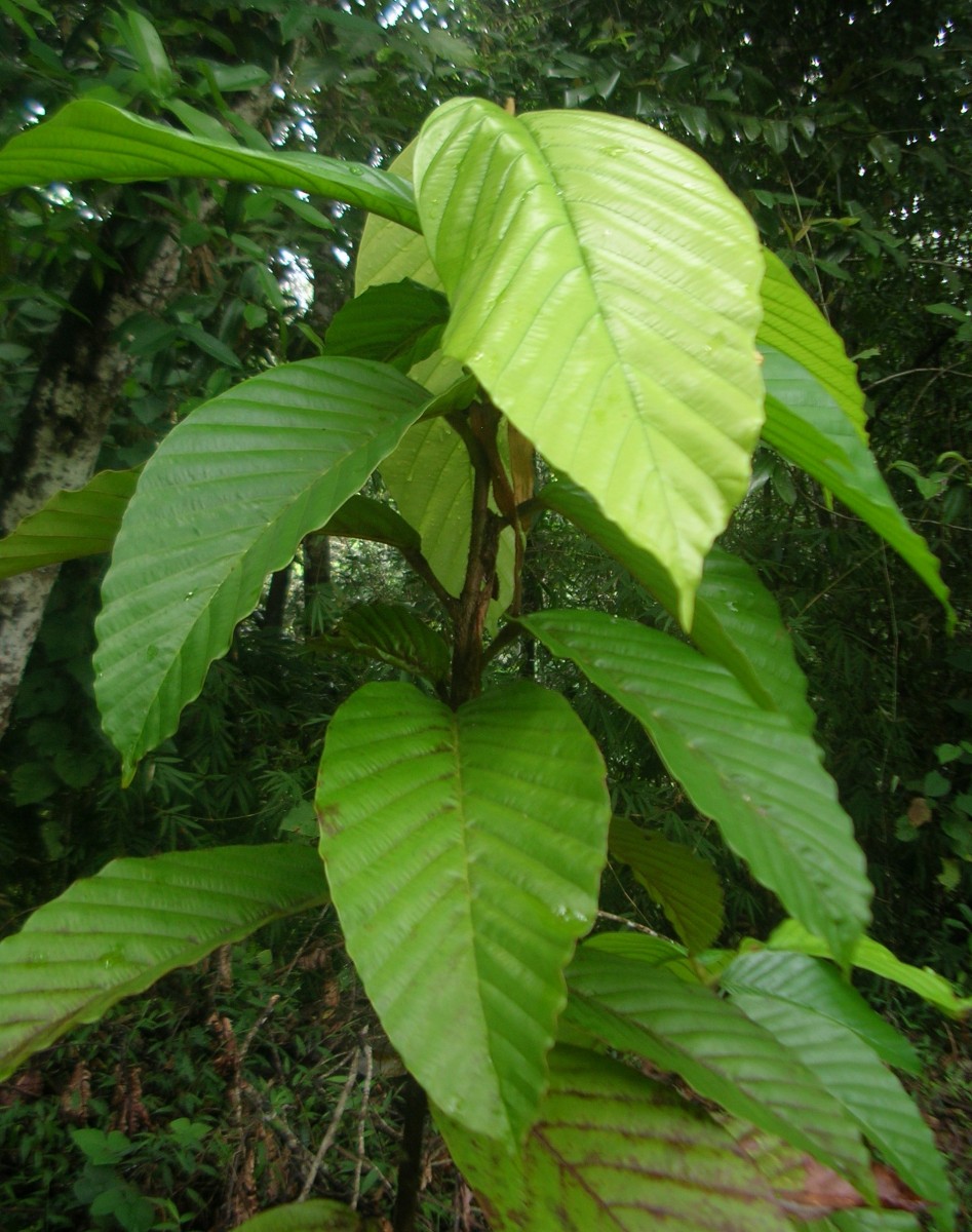 Dipterocarpus glandulosus Thwaites